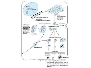 Figure 1 31 A Schematic representation of heterophagy