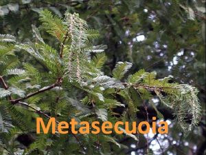 Metasecuoia Xnero Metasequoia Cunha nica especie Metasequoia glyptostroboides