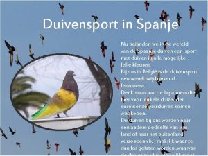 Duivensport in Spanje Nu belanden we in de