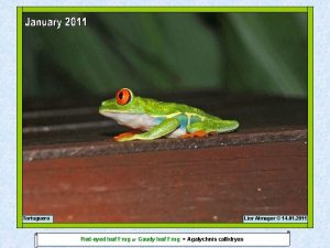 Tortuguero Lior Almagor 14 01 2011 Redeyed leaf