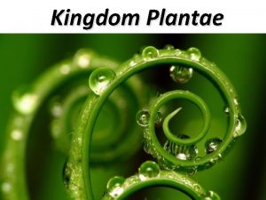 Kingdom Plantae radiant energy Photosynthesis Review Photosynthesis uses