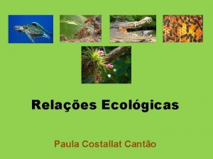 Relaes Ecolgicas Paula Costallat Canto Interao dos diversos