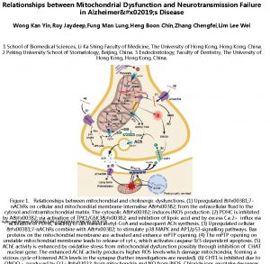 Relationships between Mitochondrial Dysfunction and Neurotransmission Failure in