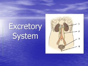 Excretory System Excretory System Why do our bodies