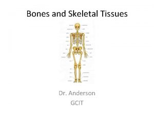 Bones and Skeletal Tissues Dr Anderson GCIT Cartilage