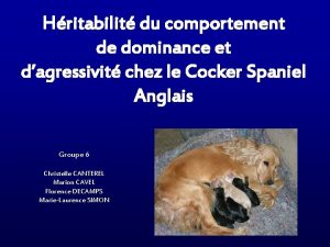 Hritabilit du comportement de dominance et dagressivit chez