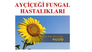 AYE FUNGAL HASTALIKLARI Ayiei Mildiys Etmen Plasmopara halstedii