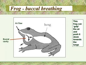 Frog buccal breathing Air flow Buccal cavity This