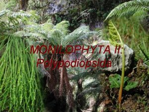MONILOPHYTA II Polypodiopsida oddlen Monilophyta II tda Psilotopsida