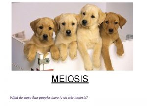 MEIOSIS What do these four puppies have to