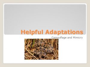 Helpful Adaptations Camouflage and Mimicry Adaptation Natural selection