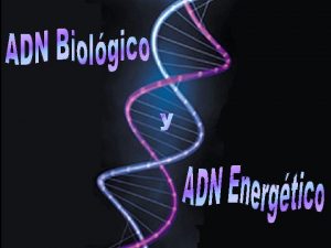 El ADN o cido desoxirribonucleico funciona como un