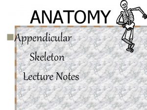 ANATOMY n Appendicular Skeleton Lecture Notes LATIN TERMS