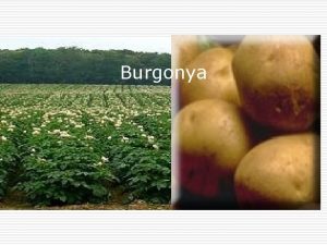 Burgonya Vilg burgonya termelse 1998 1999 2000 2001