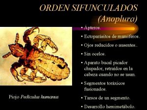 ORDEN SIFUNCULADOS Anoplura pteros Ectoparsitos de mamferos Ojos