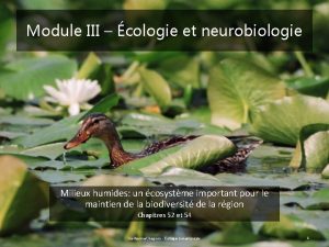 Module III cologie et neurobiologie Milieux humides un