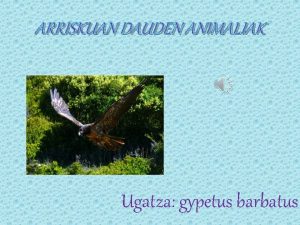 ARRISKUAN DAUDEN ANIMALIAK Ugatza gypetus barbatus INFORMAZIO OROKORRA