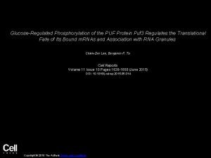 GlucoseRegulated Phosphorylation of the PUF Protein Puf 3