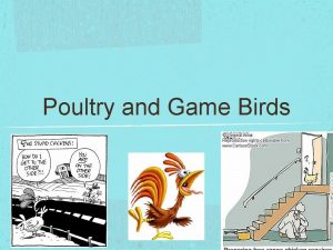 Poultry and Game Birds Composition and Structure Muscle