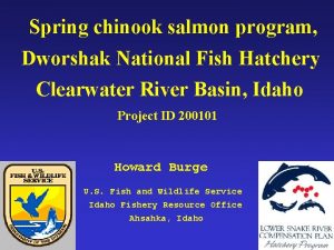 Spring chinook salmon program Dworshak National Fish Hatchery