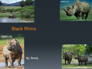 Black Rhino By Brady Biome Ecosystem or Habitat