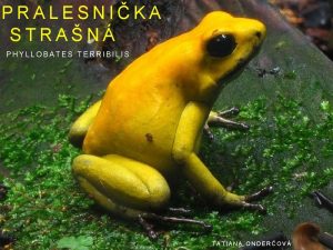 PRALESNIKA STRAN PHYLLOBATES TERRIBILIS TATIANA ONDEROV CHARAKTERISTIKA Pralesnika