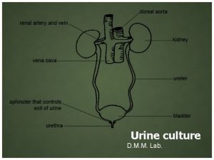 Urine culture D M M Lab Routine Urine