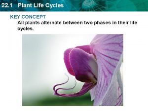 22 1 Plant Life Cycles KEY CONCEPT All