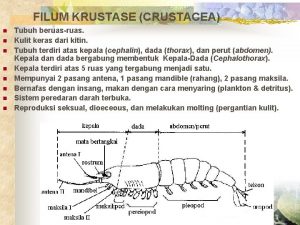 FILUM KRUSTASE CRUSTACEA n n n n Tubuh