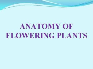 ANATOMY OF FLOWERING PLANTS Plant Tissues Tissues are