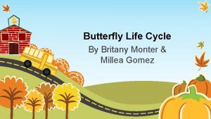 Butterfly Life Cycle By Britany Monter Millea Gomez