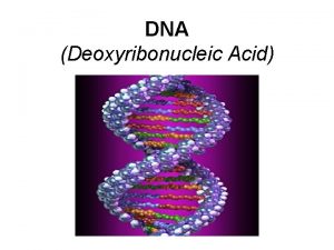 DNA Deoxyribonucleic Acid Mr Coleman Biology DNA DNA