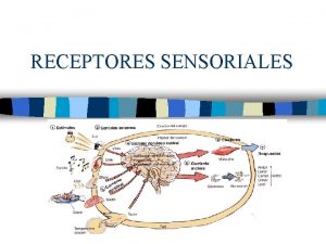 RECEPTORES SENSORIALES Los sentidos nos informan de todo