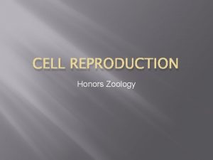 CELL REPRODUCTION Honors Zoology Reasons cells divide Growth