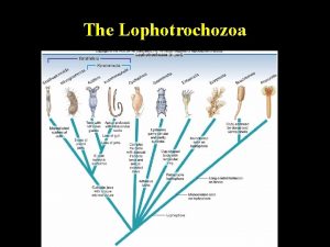 The Lophotrochozoa Phylum Acanthocephala Acanthocephala acanthias prickly cephalo