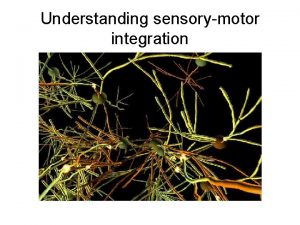 Understanding sensorymotor integration ORGANIZATION OF SENSORY SYSTEMS General