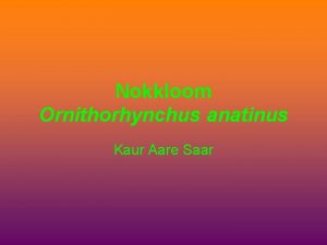 Nokkloom Ornithorhynchus anatinus Kaur Aare Saar Vlimus Nokkloomal