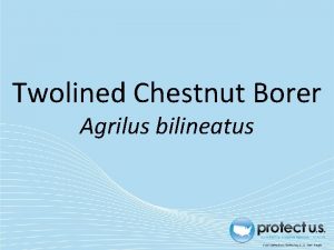 Twolined Chestnut Borer Agrilus bilineatus Twolined Chestnut Borer