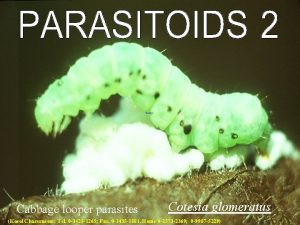 Cabbage looper parasites Cotesia glomeratus Kosol Charernsom Tel