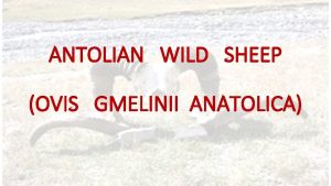 ANTOLIAN WILD SHEEP OVIS GMELINII ANATOLICA ANATOLIAN WILD