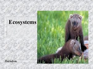 Ecosystems Herndon Ecosystems An ecosystem is all living