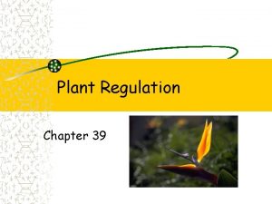 Plant Regulation Chapter 39 Plant growth Plants respond