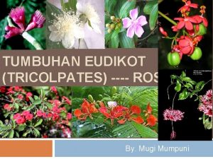 TUMBUHAN EUDIKOT TRICOLPATES ROSIDS By Mugi Mumpuni Sub