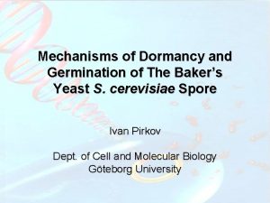 Mechanisms of Dormancy and Germination of The Bakers