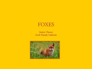 FOXES Senior Classes Scoil Naomh Caitrona Foxes There