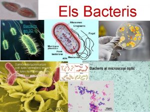 Els Bacteris en 3 D Salmonella typhimurium cllules