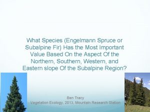What Species Engelmann Spruce or Subalpine Fir Has