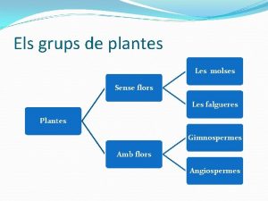 Els grups de plantes Les molses Sense flors