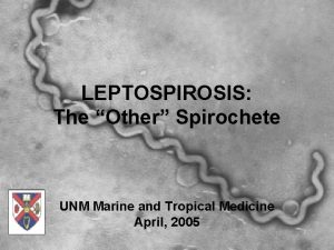 LEPTOSPIROSIS The Other Spirochete UNM Marine and Tropical