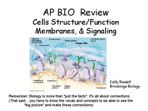 AP BIO Review Cells StructureFunction Membranes Signaling Kelly